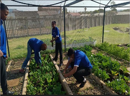 Joburg Market’s Youth in Agriculture project empowers future farmers